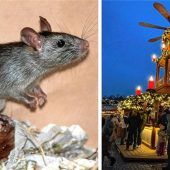 Ratten unter einer Weihnachtsbude