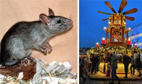 Die Mühldorfer Altstadtweihnacht war nicht nur bei menschlichen Besuchern sehr beliebt. Fotos  dpa/Latta