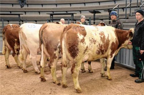 Diese vier Jungkühe wurden in die Wertklasse eins eingruppiert. Foto RE