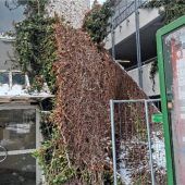 Efeu zur Sicherheit entfernt