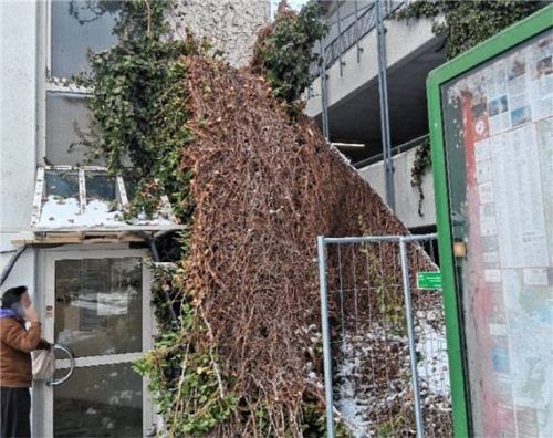 Efeu am Parkhaus Überfuhrstraße. Foto re