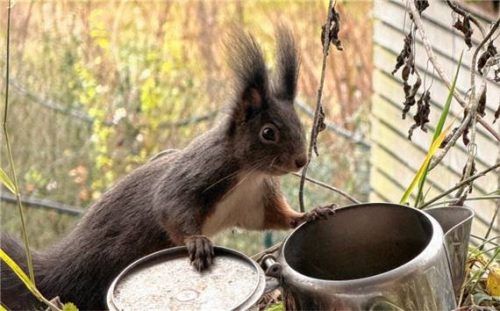 Eichhörnchen sind lustige Gesellen und nett zu beobachten. Der Bund Naturschutz hofft, dass Bürger ihre Beobachtungen weiter melden. Foto  Lutzner