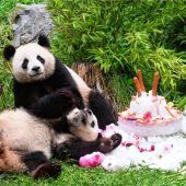 Es gibt dringendere Probleme als Pandabären