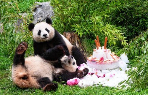 Eine Torte aus Eis, Gemüse und Früchten gibt es anlässlich ihres vierten Geburtstags für die Pandabären Pit und Paule im Berliner Zoo. Foto dpa