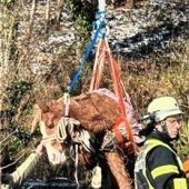 Böllerei verschreckt Pferd: Dramatische Rettung