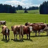 Tierärzte beklagen unnötiges Tierleid