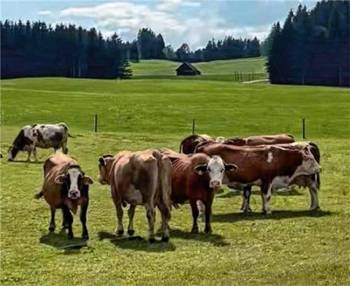 Im Sommer kommen die Kühe auf die Weide, im Winter in den Stall. Das versteht sich als Kombihaltung. Tierärzte fordern jetzt aber ein Ende der Anbindehaltung im Stall. Fotos  Collage Links/dpa