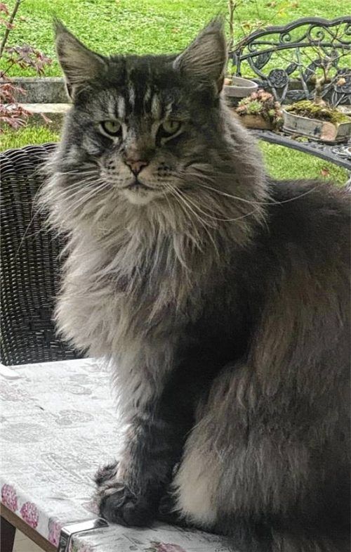 Kater „Timmy“ war drei Jahre lang spurlos verschwunden. Jetzt ist er wieder aufgetaucht. Foto privat