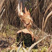 Der Biber schafft sich (s)ein eigenes Schutzgebiet
