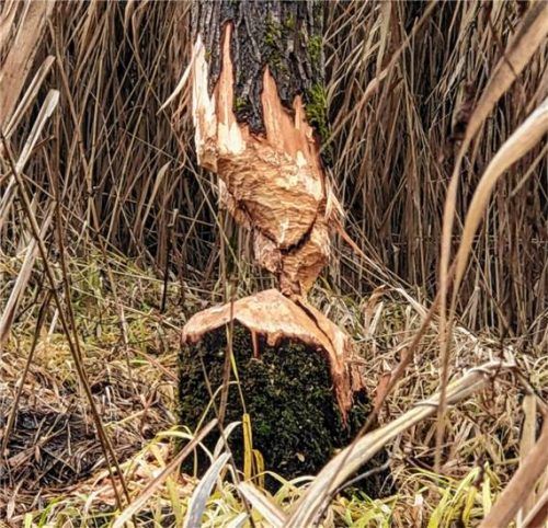 Kunst vom Biber im Gemeindegebiet Eiselfing.Foto bua