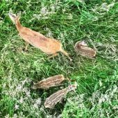 Im Revier der Harter Jagdgenossen hält sich der Verbiss in Grenzen