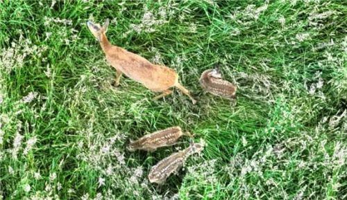 Revierjäger Josef Steiner hat mit seiner Drohne im vergangenen Jahr diese Rehgeiß mit drei Kitzen aufgespürt. Foto Archiv Steiner)