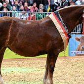 Nußdorfer Zuchterfolg in Berlin
