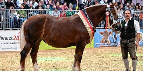 Sebastian Grandauer präsentiert nach der Prämierung die Stute Finesse G: Bei der Bundesschau der Süddeutschen Kaltblüter auf der Grünen Woche in Berlin wurde sie zur Reservesiegerin der Jungstuten und zur Reserve-Bundessiegerstute gekürt. Foto  Fischer