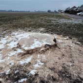 Markante Esche am Fürstenweg gefällt
