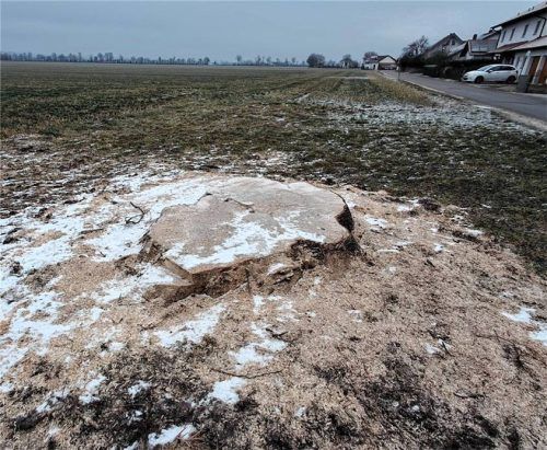 Und plötzlich ist die Esche weg – umgeschnitten vom Eigentümer. Foto Enzinger