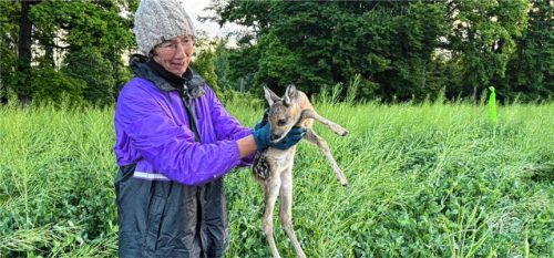 Vor dem Mähtod gerettet: Helferin mit Kitz.Foto re