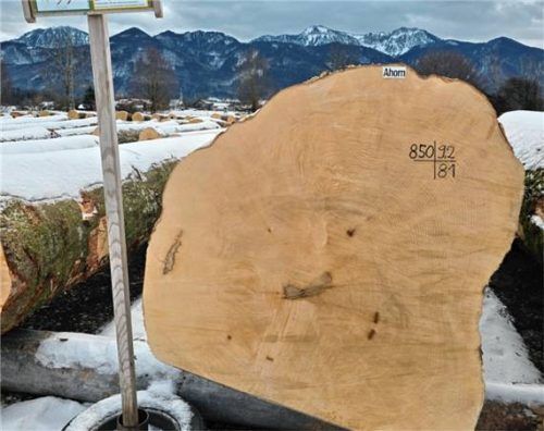 Wird dieser Bergahorn mit seinen neun Metern Länge, angeliefert von der Waldbesitzervereinigung Traunstein, die „Braut“ der diesjährigen Wertholz-Submission in Übersee, also der teuerste Stamm? Auf dem Almdorado-Gelände in Übersee-Almau lagern über 600 Festmeter wertvolles Holz, das auf seine Versteigerung wartet.Foto AELF Traunstein