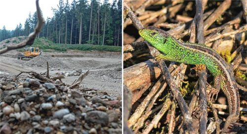 Zauneidechsen leben auch in Kiesgruben. Rund 100 Tiere sollen Baggerarbeiten in einer Kiesgrube zum Opfer gefallen sein. Deshalb stand der Betreiber vor dem Amtsgericht Mühldorf.Fotos  Salzeder; OVB (Symbolfotos)