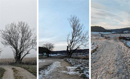 Zuerst ein starker Rückschnitt, dann wurde die Esche an der Howaschen bei Aschau komplett gefällt. Foto  BN-Kreisgruppe Mühldorf