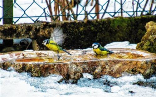 Zwei Blaumeisen nehmen ein erfrischendes Bad in einer Tränke. Foto  Mayer