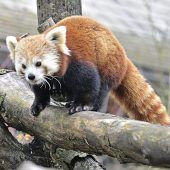 Putziger Neuzugang in Hellabrunn