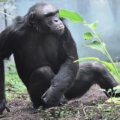 Dieser Nachwuchs ist affenstark