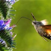 Überraschung beim Fotoclub