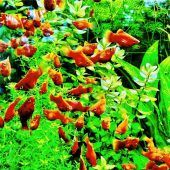 Buntes Mosaik des Lebens