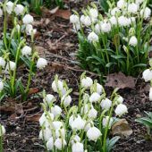Frühlingsboten blühen