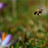 Frühe Boten des Frühlings