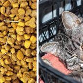Verstörender Fund im Katzenfutter