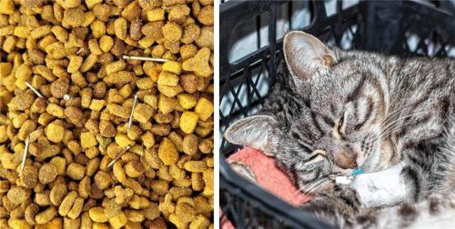 Am Mittwoch fand Anna T. bei einer Futterstelle in Tuntenhausen Nägel im Katzenfutter. Foto Collage: Privat/Imago|Vera Aksionava