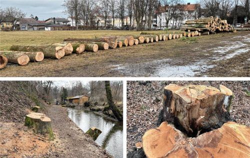 Am Mühlbach im Priener Eichental wurden zahlreiche Bäume gefällt. Foto Patrick Nägele