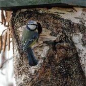 Jetzt Nistkästen für Vögel aufhängen
