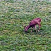 Kitzrettung mit der Drohne