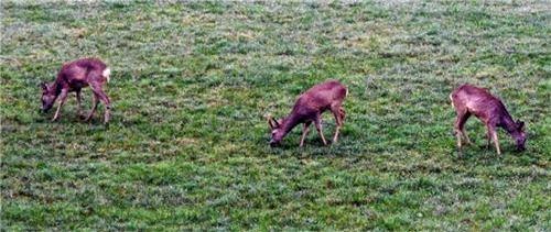 Der Bestand an Rehwild ist im Jagdrevier in Irl ausgewogen. Foto Maier
