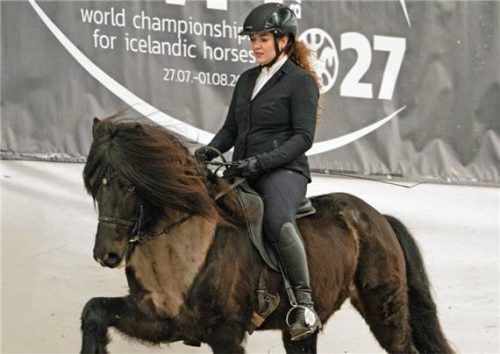 Die Islandpferde stehen in Schechen im Mittelpunkt.Foto re