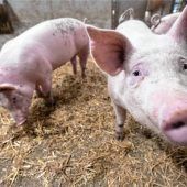 Druck auf Ferkelzuchtbetriebe wächst