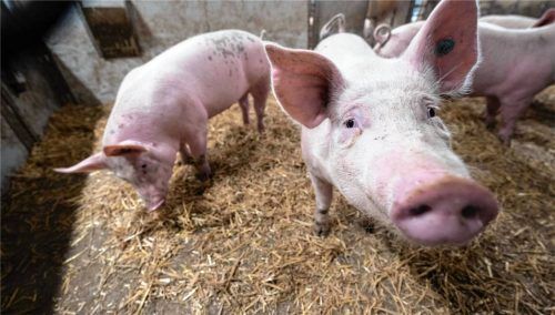 Die Schweinezucht (Symbolbild) steht unter Druck – darüber diskutierten Schweinezüchter der Region Mühldorf-Traunstein. Foto picture alliance/dpa/Harald Tittel/Fund