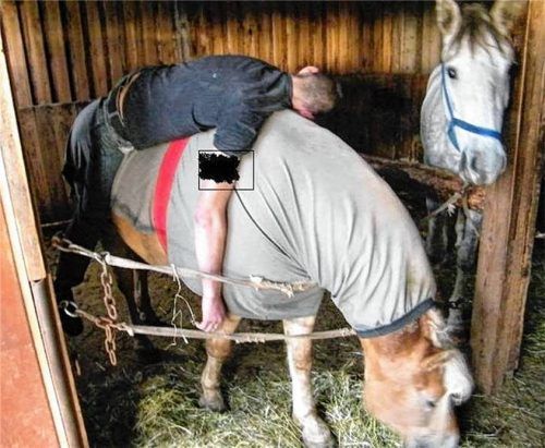 Dieser 26-Jährige hatte sich einst in Landsberg am Lech betrunken auf ein Pferd gelegt. (Symbolbild). In Grassau war eine nach Einschätzung von Beobachtern „bewusstlose“ Frau sogar im Verkehr unterwegs. Foto dpa