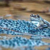 Frösche und Kröten hüpfen jetzt los