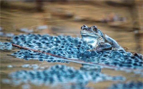 Ein Frosch inmitten seines Laichs: Mit den ersten milden Nächten beginnt wieder die Frühjahrswanderung der Amphibien zu ihren Laichgewässern.Foto  ©Landratsamt Traunstein