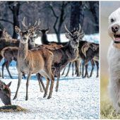 Blutige Hatz im Gebirge