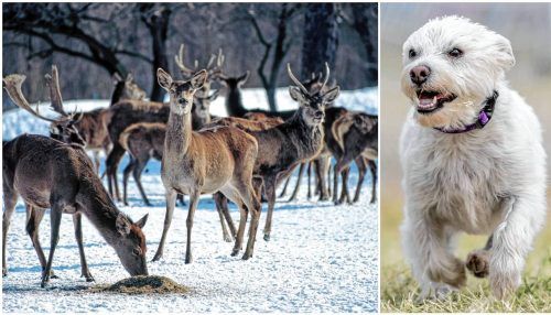 Ein Terrier hat im Hochriesgebiet Jagd auf Rotwild gemacht. Dabei wurden Tiere verletzt. (Symbolbild) Fotos IMAGO/Harald Lange/Cavan Images