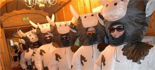 Eine Herde Kühe im Wessner Hof.