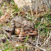 Freiwillige Helfer für Amphibienwanderung gesucht