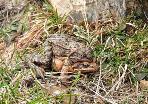 Grasfrösche bei der Wanderung: Das Weibchen nimmt das Männchen Huckepack. Foto Landratsamt Rosenheim/Katharina Amelung.