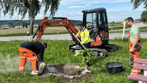 In den vergangenen Jahren hat die Gemeinde Aschau rund 180 neue Bäume gepflanzt. Foto Gemeinde