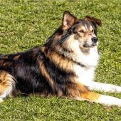 Jacky sucht ein ruhiges Zuhause mit geduldigen Besitzern